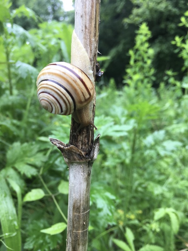 Sieben kecke Schnirkelschnecken
saßen einst auf einem Stecken,
machten dort auf ihrem Sitze
kecke Schnirkelschneckenwitze.
Lachten alle so:
