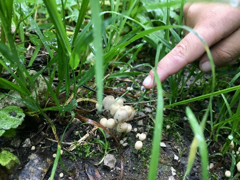 ...ein wachsames Auge entdeckt sogar die kleinsten Pilze