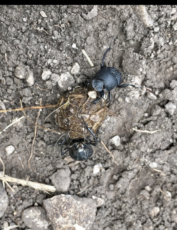 Waldmistkäfer bei der Arbeit ...