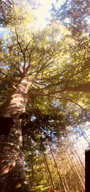 picolala Wald